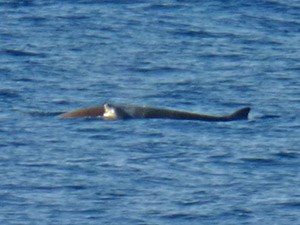 Beaked Whale sp. &calf - Ziphius sp. © John Muddeman